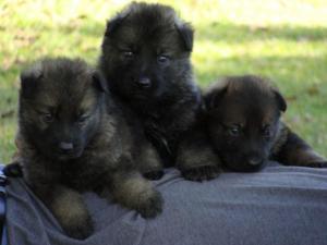 GermanShepherdPuppiesForSale